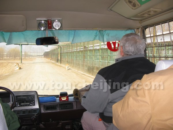 Siberian Tiger Park Harbin